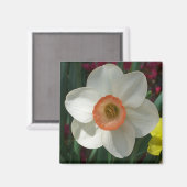 Aimant Fleur de printemps de jonquille rose (Recto/Verso)