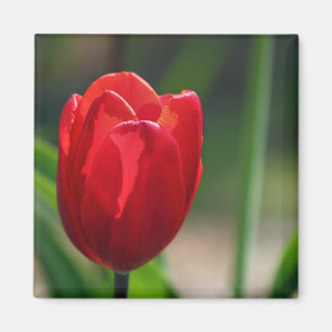 Aimant Fleur de printemps de la Tulipe rouge