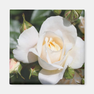 Aimant fleur de rose blanche assez pure. art photographiq