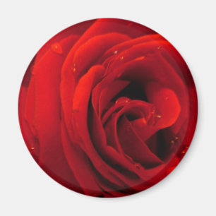 Aimant Fleur de rose rouge