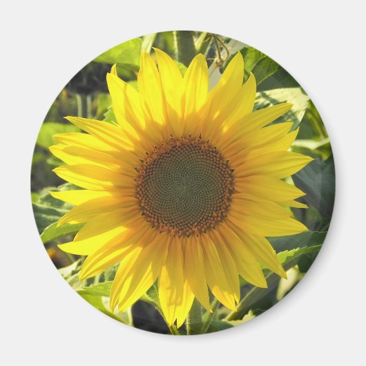 Aimant Fleur de soleil (Devant)