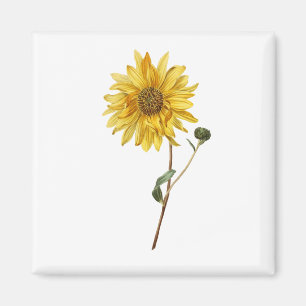Aimant Fleur de tournesol Fleur Plante en fleurs