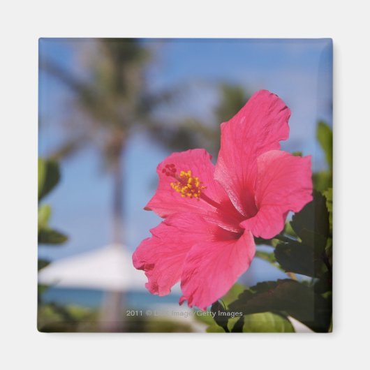 Aimant Fleur d'hibiscus rose (Devant)