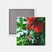Aimant Fleur d'Hibiscus rouge (Recto/Verso)