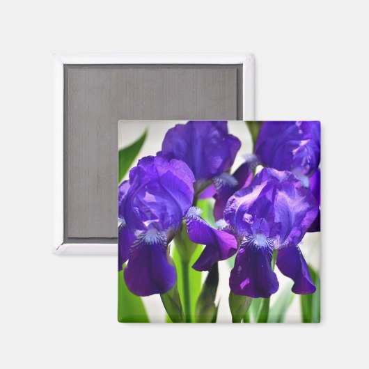 Aimant Fleur d'Iris pourpre (Recto/Verso)