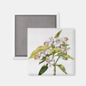 Aimant Fleur d'oranger, de 'La Guirlande de Julie' (Recto/Verso)