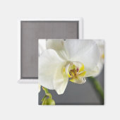Aimant Fleur d'orchidée blanche (Recto/Verso)