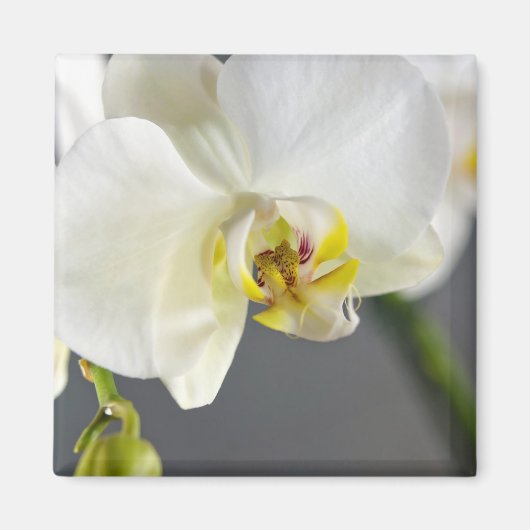 Aimant Fleur d'orchidée blanche (Devant)