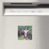 Aimant Fleur d'orchidée Fairyslipper (In Situ (Lave-vaisselle))