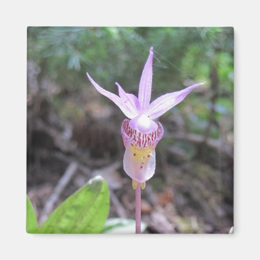 Aimant Fleur d'orchidée Fairyslipper (Devant)