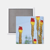 Aimant Fleur du désert, à l'extérieur de Phoenix, Arizona (Recto/Verso)