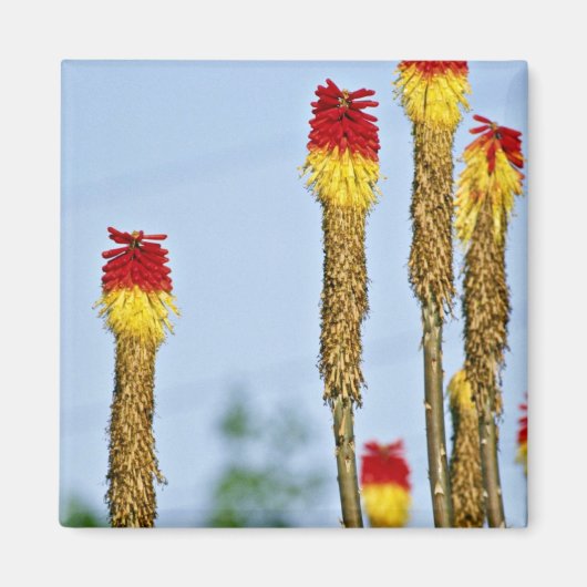 Aimant Fleur du désert, à l'extérieur de Phoenix, Arizona (Devant)