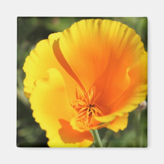 Aimant Fleur du pavot de Californie (Devant)