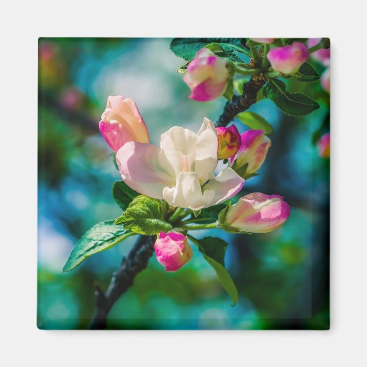 Aimant Fleur et bourgeons de pommes de terre (Devant)