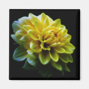 Aimant Fleur et signification de dahlia
