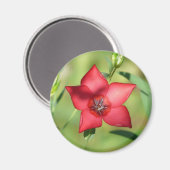 Aimant Fleur Étoile Rouge Feuillage Vert (Recto/Verso)