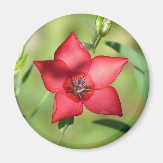 Aimant Fleur Étoile Rouge Feuillage Vert (Devant)