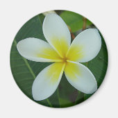 Aimant Fleur Frangipani (Devant)