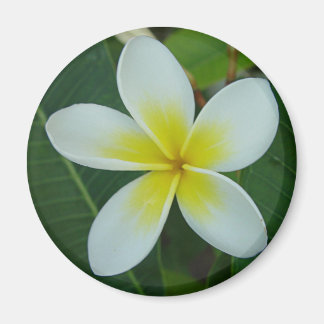 Aimant Fleur Frangipani