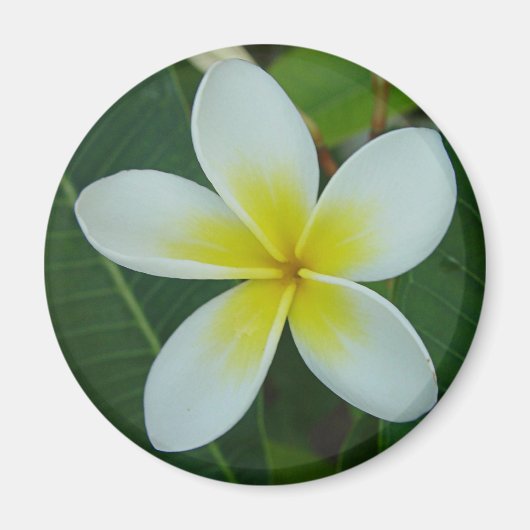Aimant Fleur Frangipani (Devant)