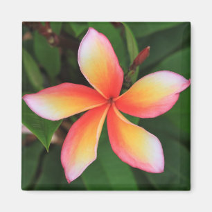 Aimant Fleur Frangipani