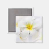 Aimant Fleur Frangipani Plumeria blanche Fleurs florales (Recto/Verso)