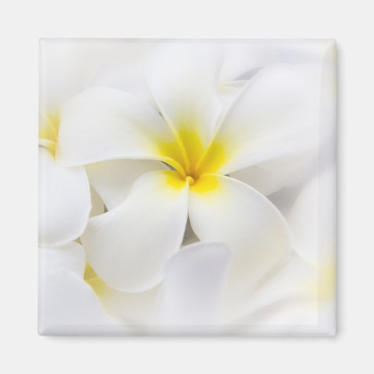 Aimant Fleur Frangipani Plumeria blanche Fleurs florales (Devant)