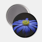 Aimant Fleur Gerbera Blue Daisy sur un arrière - plan noi (Recto/Verso)