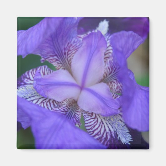 Aimant Fleur Iris bleu violet (Devant)