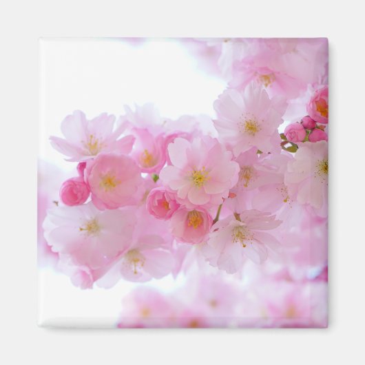 Aimant Fleur japonaise de cerisier (Devant)