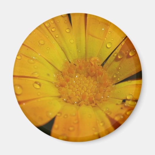 Aimant - Fleur jaune avec gouttes d'eau (Devant)
