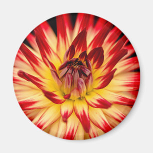 Aimant Fleur jaune et rouge radieuse, prise de vue rappro