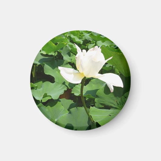 Aimant Fleur Lotus blanche (Devant)