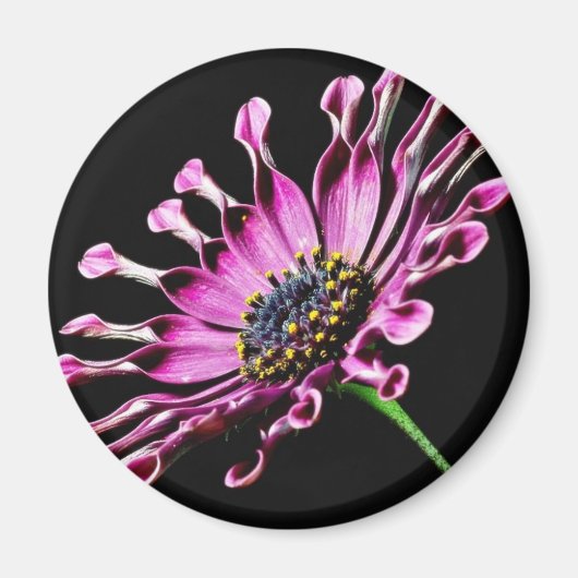 Aimant Fleur marguerite africaine (Devant)