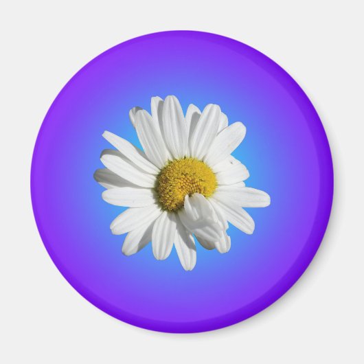 Aimant Fleur marguerite blanche Flore pourpre Bleu Dégrad (Devant)