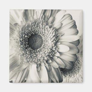 Aimant Fleur marguerite blanche noire