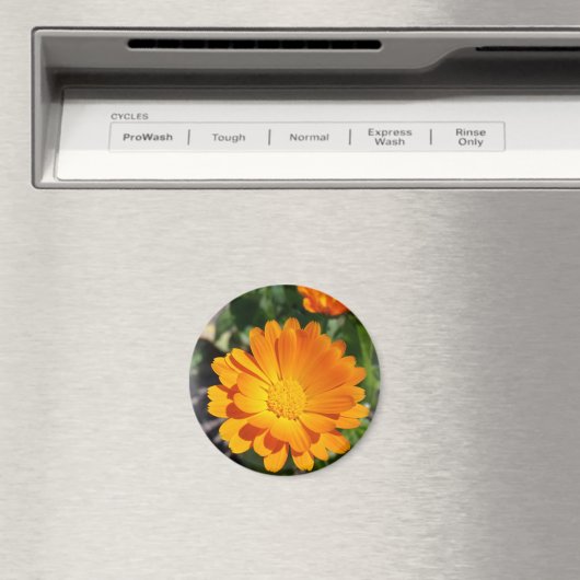 Aimant fleur marigée (In Situ (Lave-vaisselle))