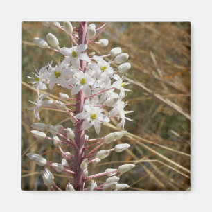 Aimant Fleur Nature