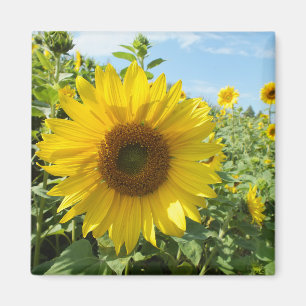 Aimant fleur, nature, tournesol, été, fleurir, plante,