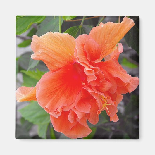 Aimant Fleur orange (Devant)