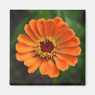 Aimant Fleur orange unique