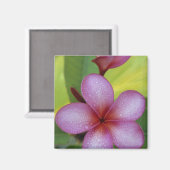 Aimant Fleur, Plumeria sp.), Pacifique Sud, Niue (Recto/Verso)