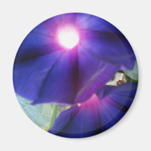 Aimant Fleur pourpre de gloire de matin