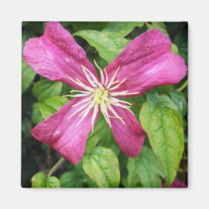 Aimant Fleur pourpre de vigne