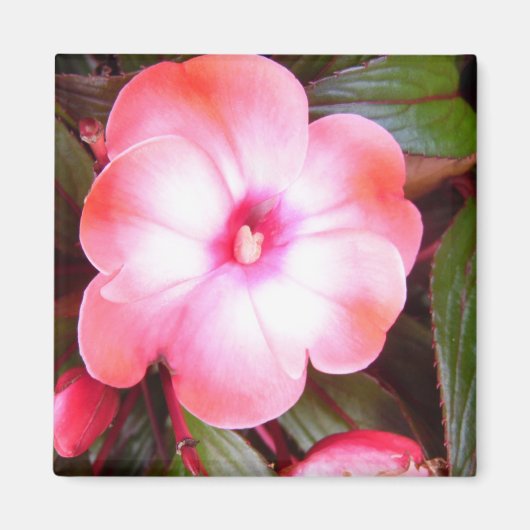 Aimant Fleur rose (Devant)