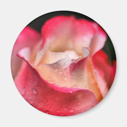 Aimant - Fleur Rose avec gouttes d'eau (Devant)