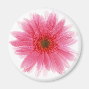 Aimant Fleur rose couverte de rosée de Gerbera