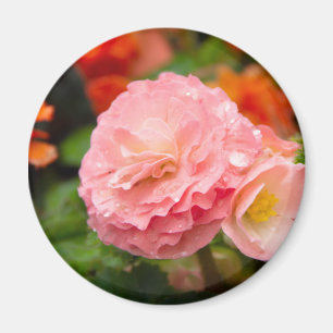 Aimant Fleur rose délicate après la pluie