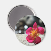 Aimant Fleur rose mystérieuse (Recto/Verso)
