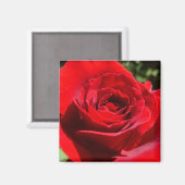 Aimant Fleur rose rouge vif Belle florale (Recto/Verso)